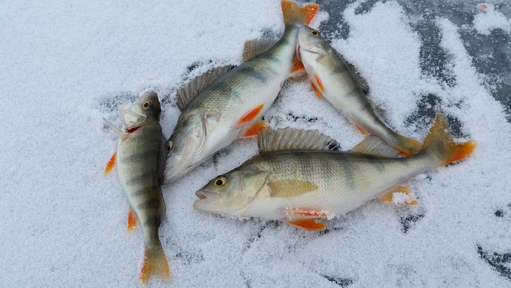 Ledus biezās kārtas dēļ daudzas zivis slāpst