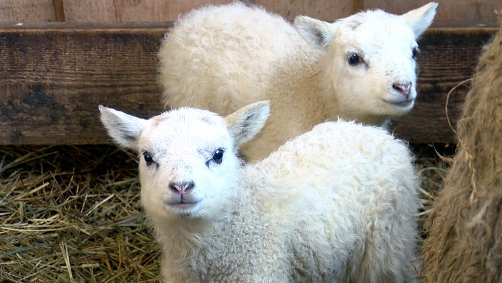 Ja vēlies sākt saimniekot laukos, vai perspektīva var būt aitkopība?