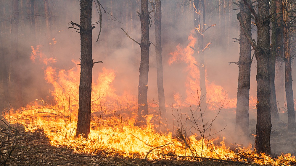 Paliekot karstākam, palielinās arī ugunsbīstamība mežos