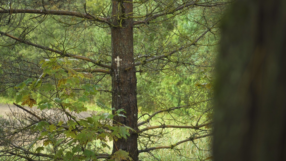 Sena bēru tradīcija Vidzemē - Latvijas krusta koki