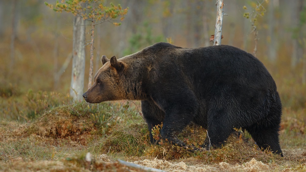 Mežu dzīvnieki kļūst drosmīgāki; lāču medības Latvijā nebūs atļautas vēl ilgi