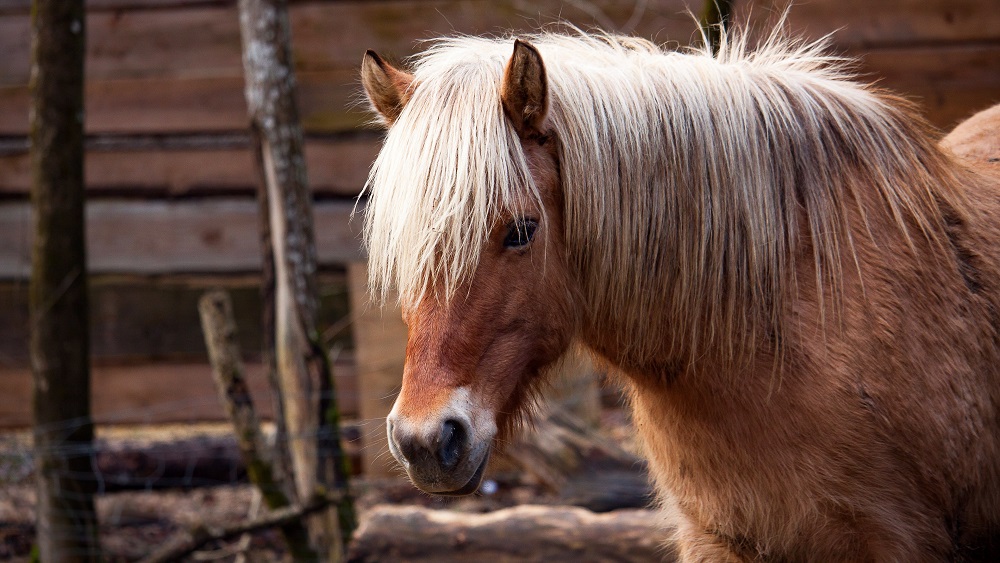 PVD aicina atsaukties staļļu īpašniekus, kuri varētu uzņemt zirgus no Ukrainas