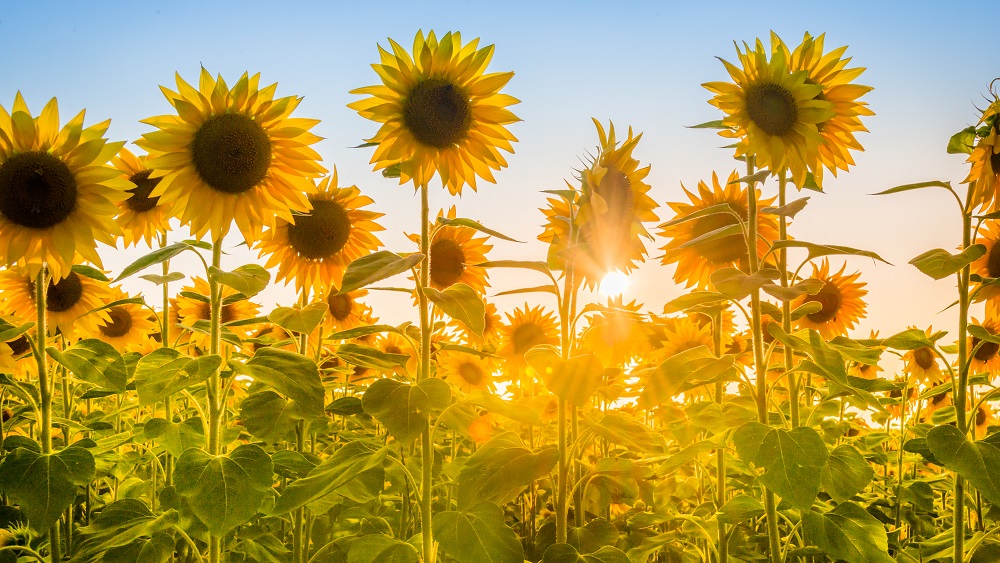 Dārzos pret karu Ukrainā aicina stādīt saulespuķes