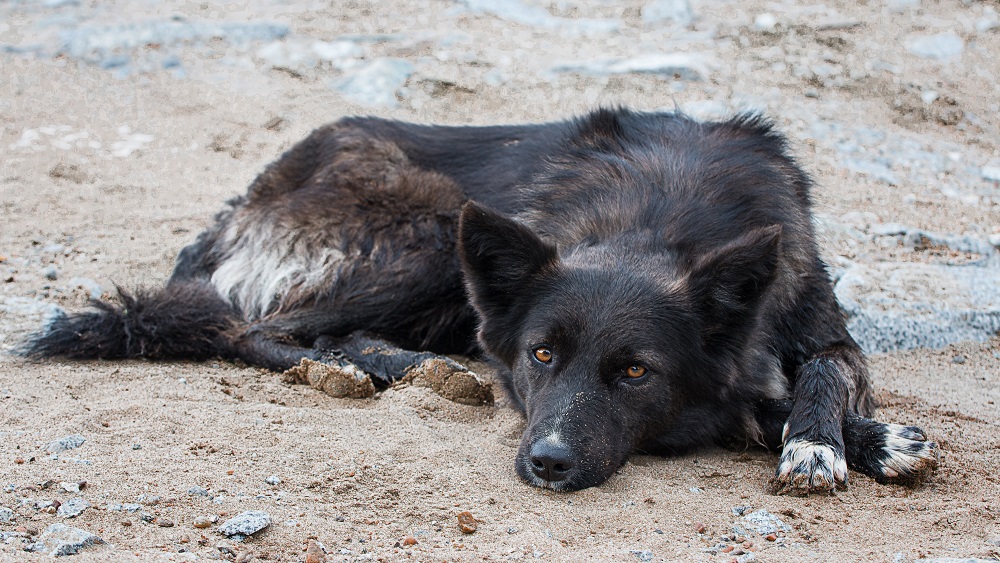 Dzīvnieku patversme “Mežavairogi” vāc ziedojumus dzīvniekiem Odesā