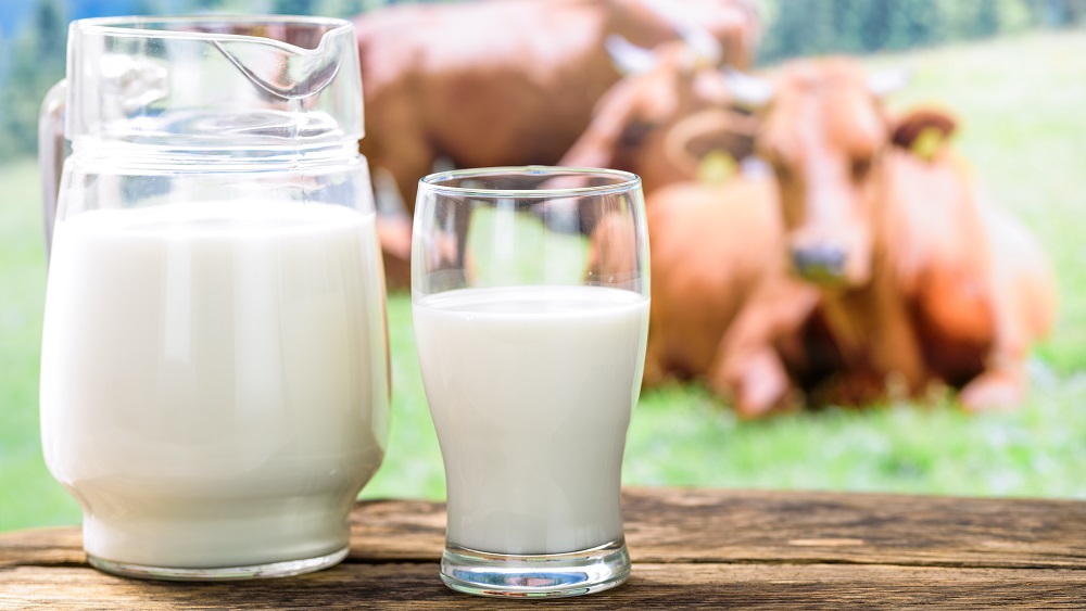 Smaga krīze piena nozarē; vairāk nekā 10 piena pārstrādes uzņēmumiem draud bankrots