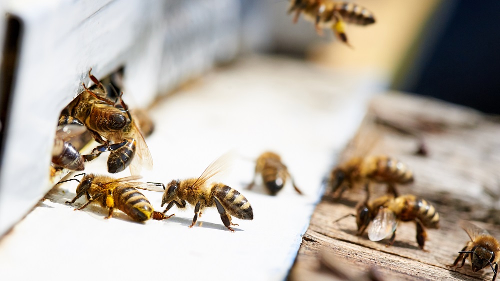Biškopji aicina mazināt ķīmijas izmantošanu lauksaimniecībā un necirst lielos kokus