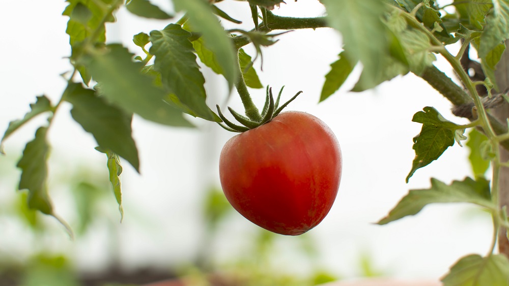 Kā rūpēties par tomātiem aukstā un lietainā vasaras sākumā