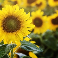 Ukraiņi Ventspilī stāda saulespuķes