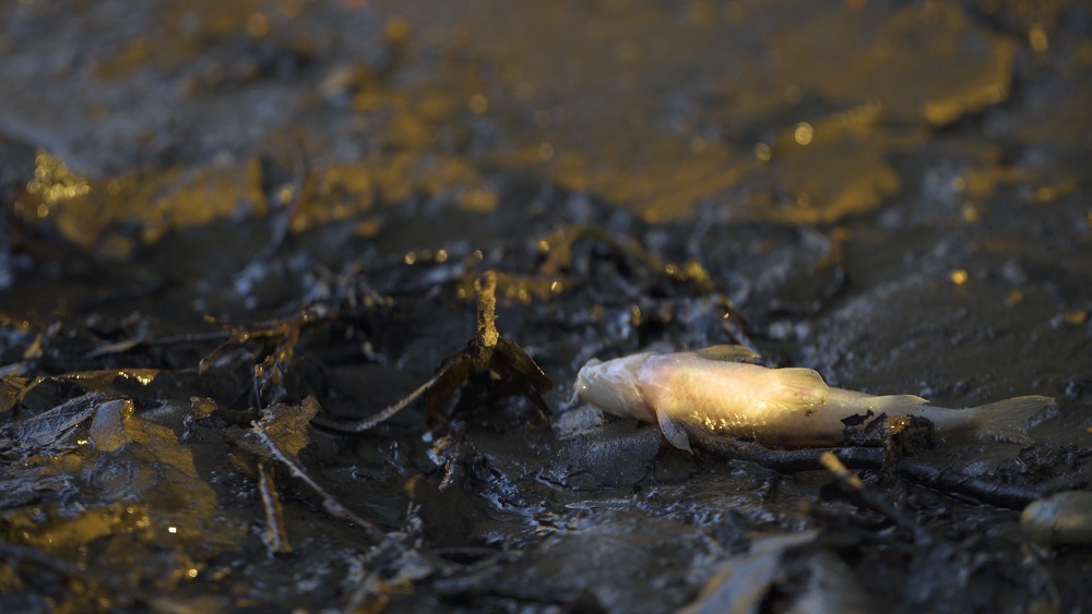 Zivju bojāejas cēlonis Aiviekstē - skābekļa trūkums