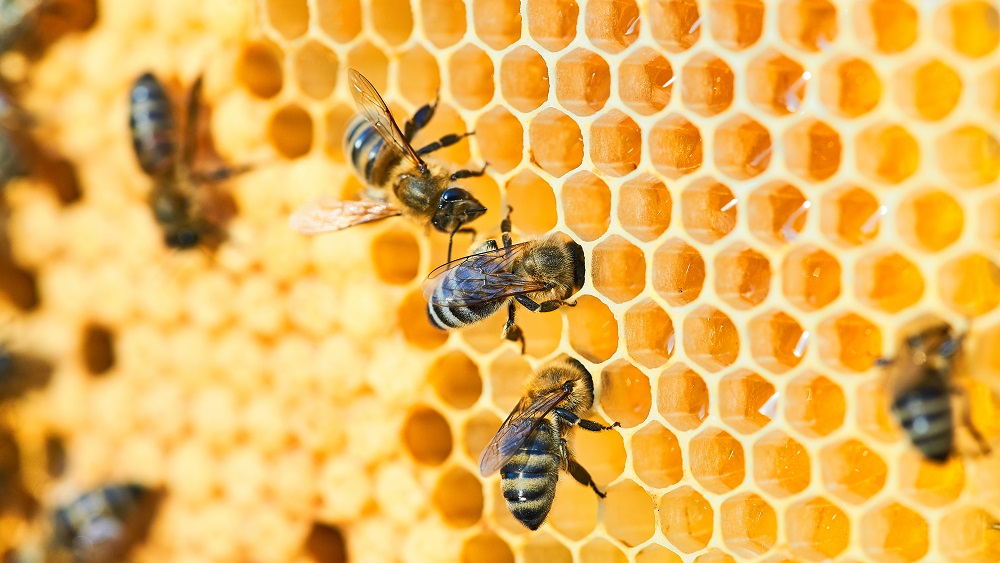 Biškopji interesējas par vaska attīrīšanu