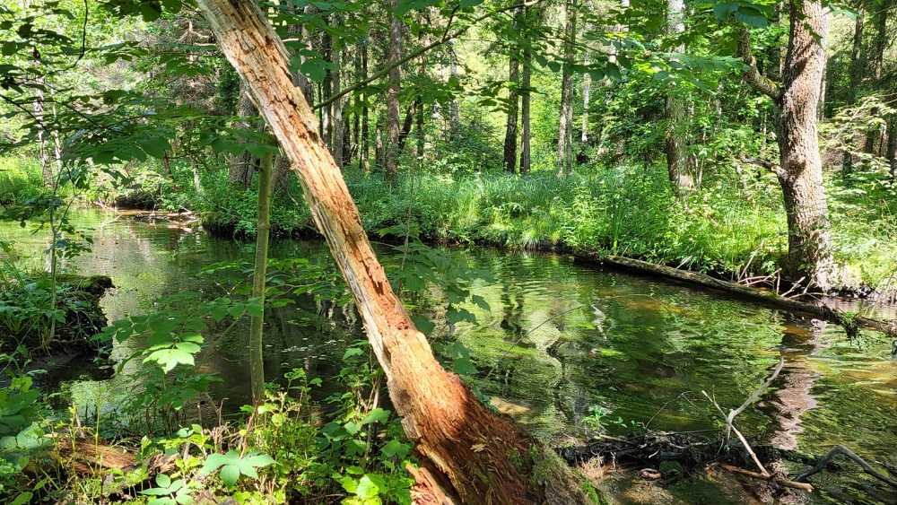 Talkā Narūtas upē saglabā unikālu biotopu