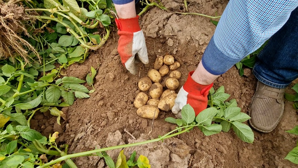 Mitrums uz lauka var ietekmēt kartupeļu ražu