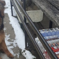 Treniņa laikā Jēkabpils tirgū topošais dienesta suns Apollo Dark atrod nelegālās cigaretes