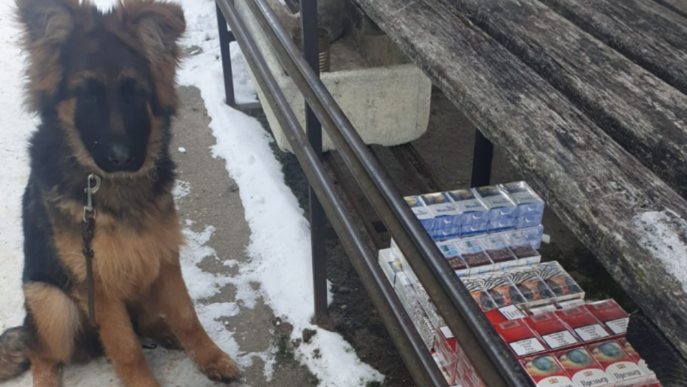 Treniņa laikā Jēkabpils tirgū topošais dienesta suns Apollo Dark atrod nelegālās cigaretes