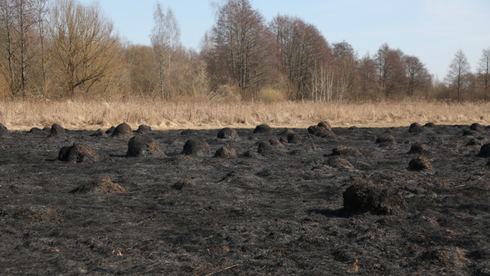 Šogad Latvijā dzēsti 86 meža ugunsgrēki