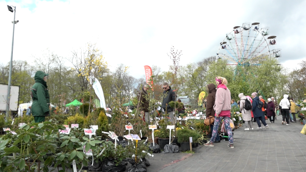 “Vecmāmiņas” augi šogad topā. Siguldas stādu parādē pulcējas 300 tirgotāji no visas Latvijas