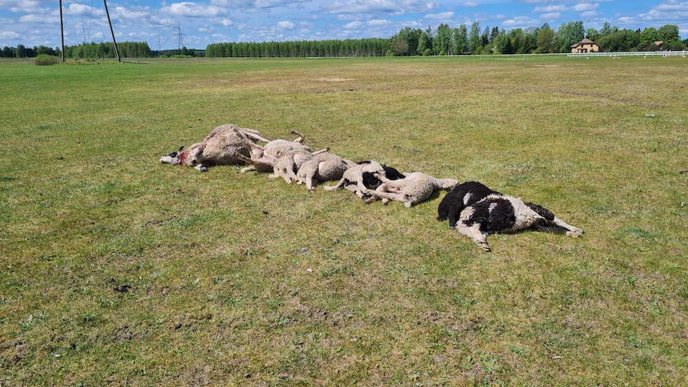 Krustpils pagastā aitu ganāmpulkā  pamatīgi ārdījušies vilki