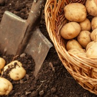 Pirmo reizi Latvijā. Sīkie tārpiņi kartupeļu ražu var samazināt pat par 80 procentiem