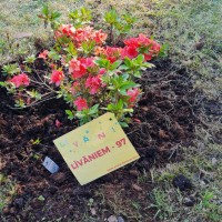 Līvānu dzimšanas dienā izveidots rododendru parks