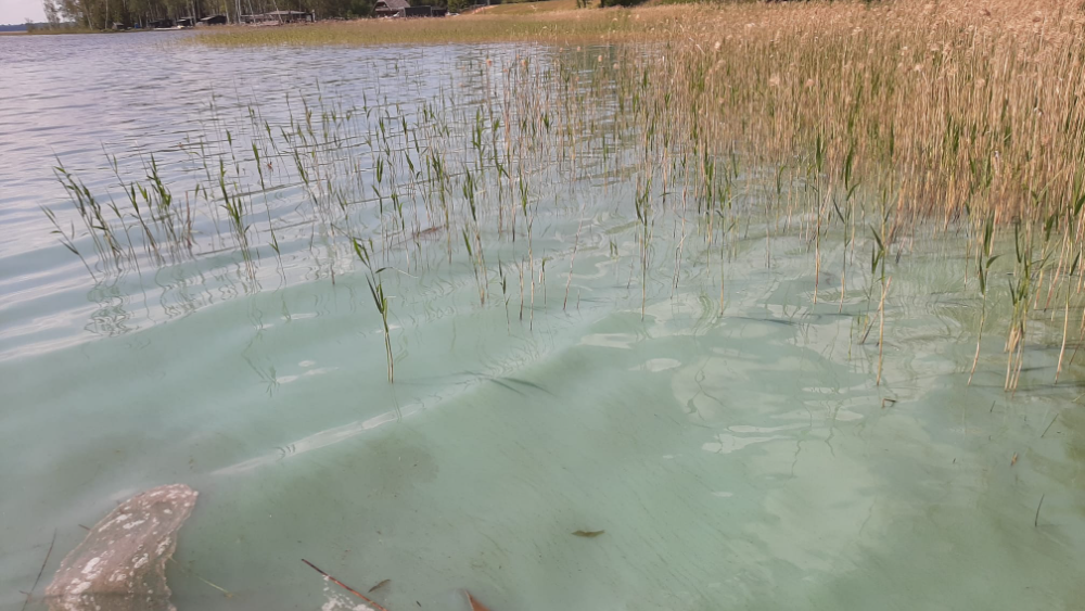 Alauksta ezerā aļģu sanesumi. Iespējams, tās ir zilaļģes