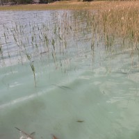 Alauksta ezerā aļģu sanesumi. Iespējams, tās ir zilaļģes