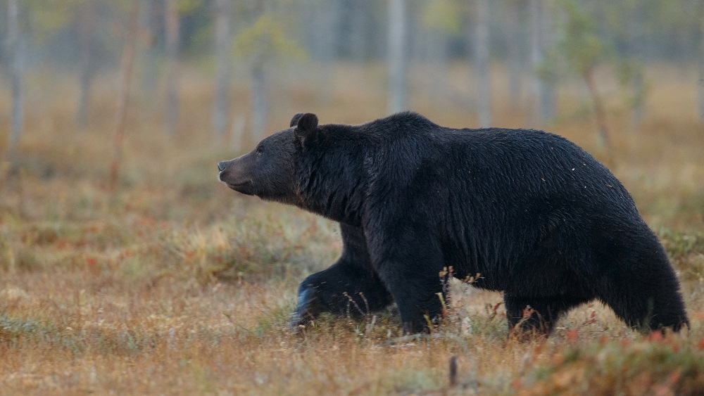Latvijas mežos dzīvo vismaz 80 lāči. Ejot mežā, jābūt piesardzīgiem