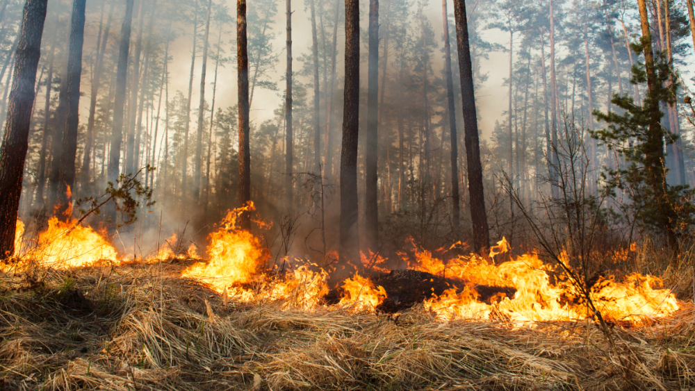 Šogad dzēsti jau 508 meža ugunsgrēki