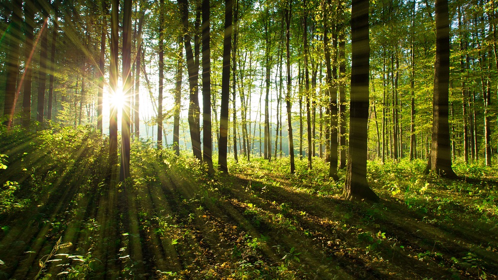 Mežs nav nogrieznis, bet aplis ar saviem procesiem un likumsakarībām