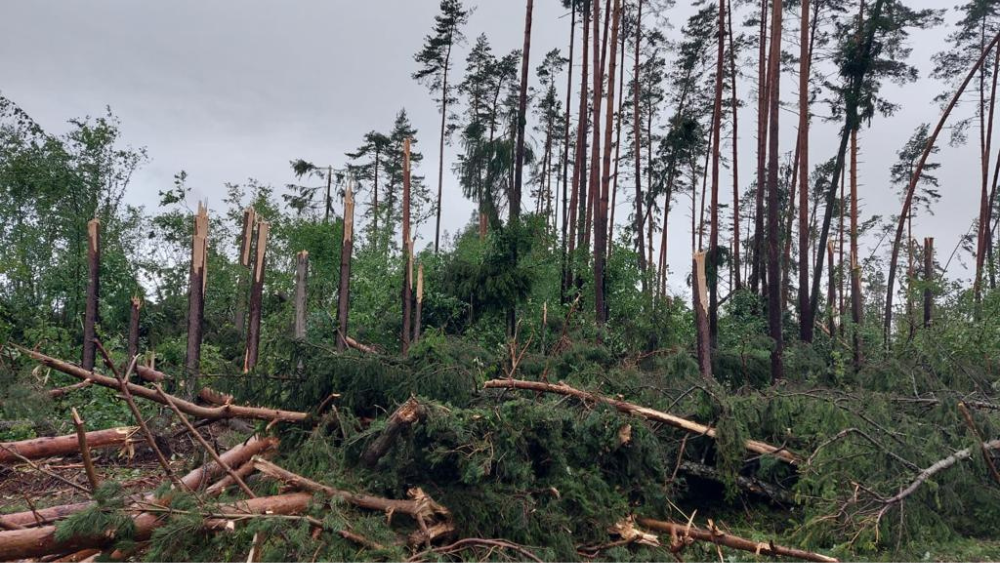 Vētrā visvairāk cietuši Zemgales meži