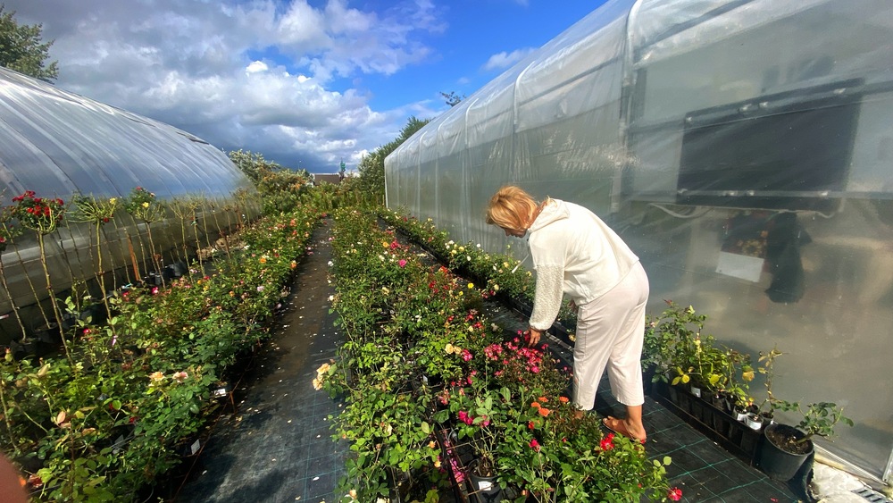 Ziedu audzētāji Ventspils pilsētas parkiem dāvina īpašus eksemplārus