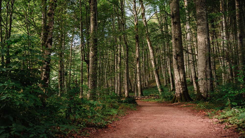 Ministrs: Latvijā vecos mežus bez īpaša iemesla nav plānots izcirst