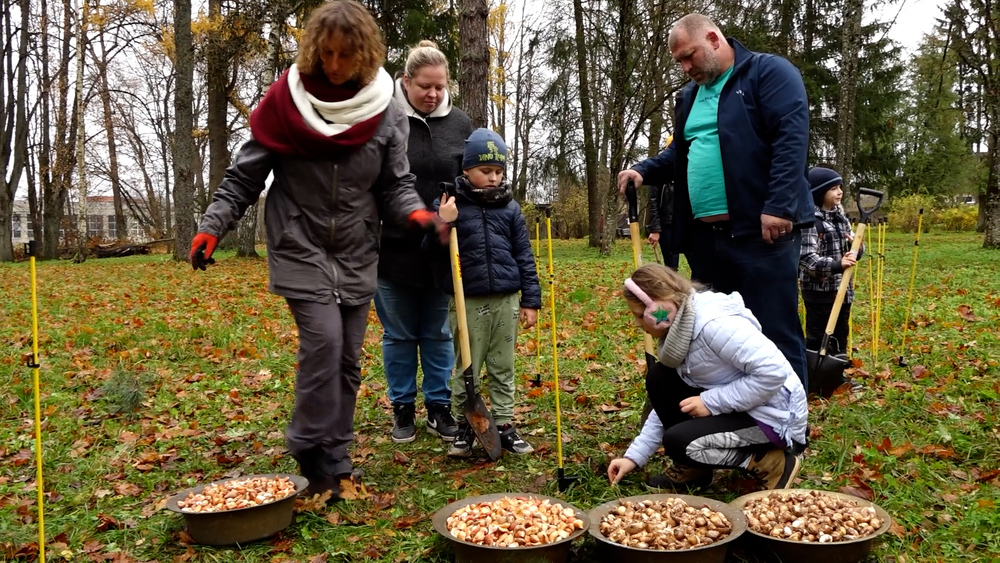 16000 tulpju un narcišu –  Latvijas nākotnes pļavai