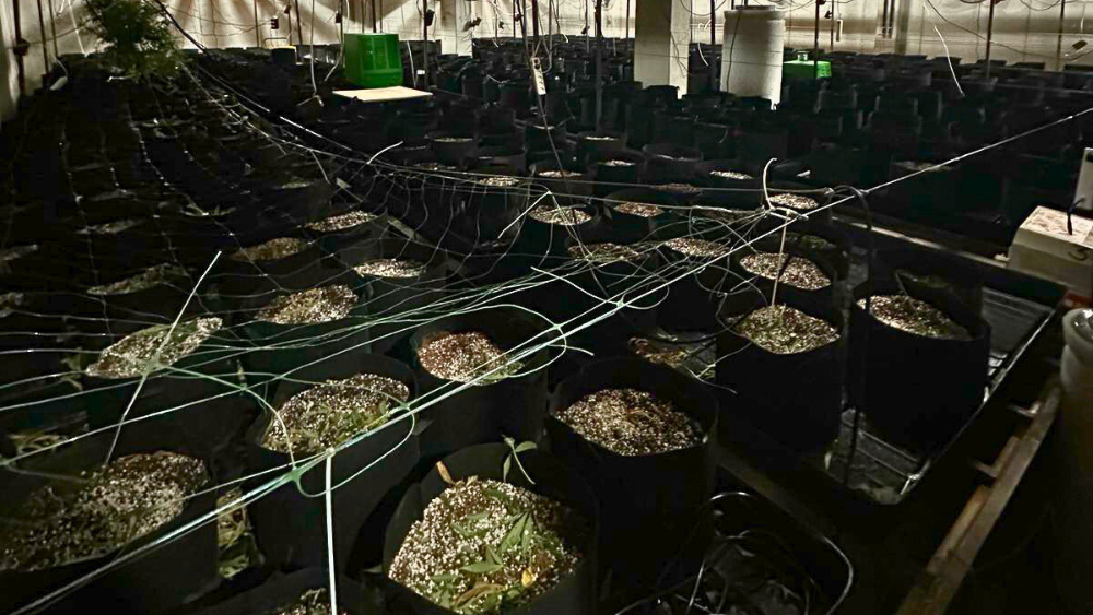 Likumsargi atklāj vērienīgu marihuānas audzētavu ar miljonu eiro vērtu aprīkojumu