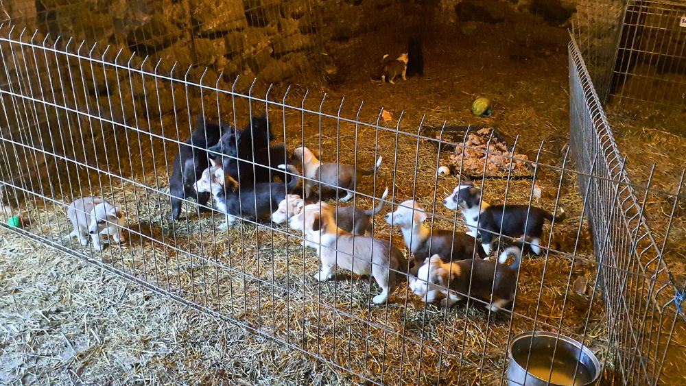PVD no dzīvnieku audzētavas izņem 105 suņus