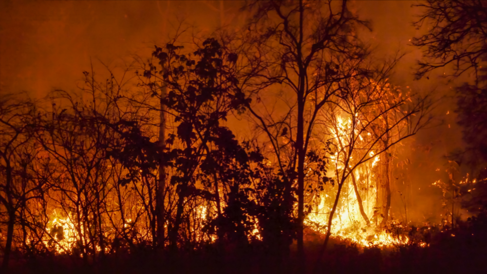 Latvijā sākas meža ugunsnedrošais laikposms